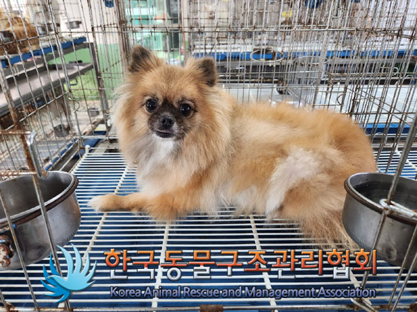 한국동물구조관리협회_441406202301144