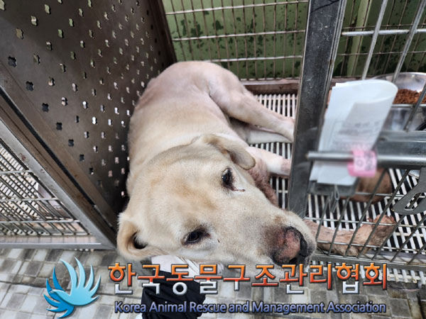 한국동물구조관리협회_441398202300310