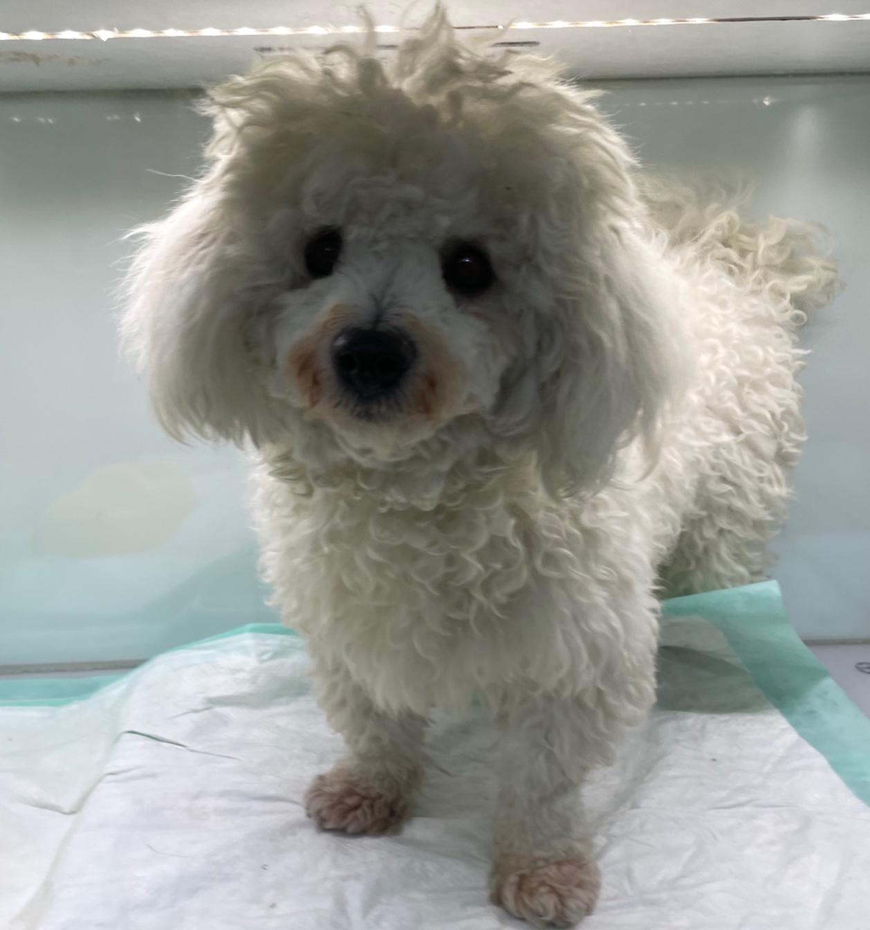 24시아이동물메디컬_441386202300969