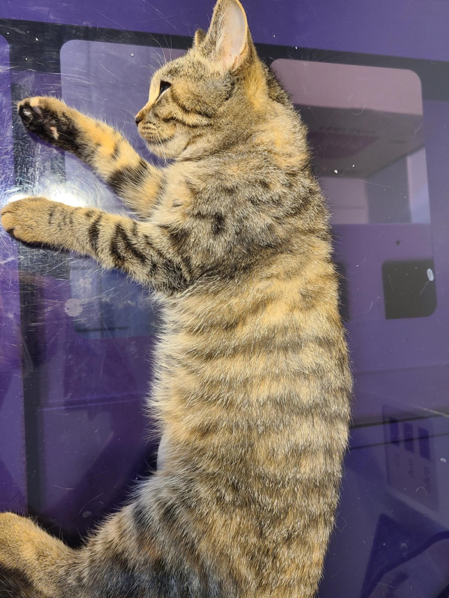 예스동물병원_427346202300932