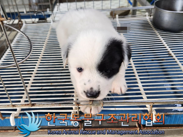 한국동물구조관리협회_441382202300525