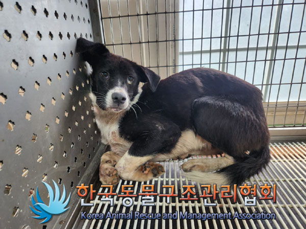 한국동물구조관리협회_441409202301271