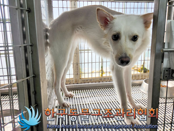 한국동물구조관리협회_441382202300527