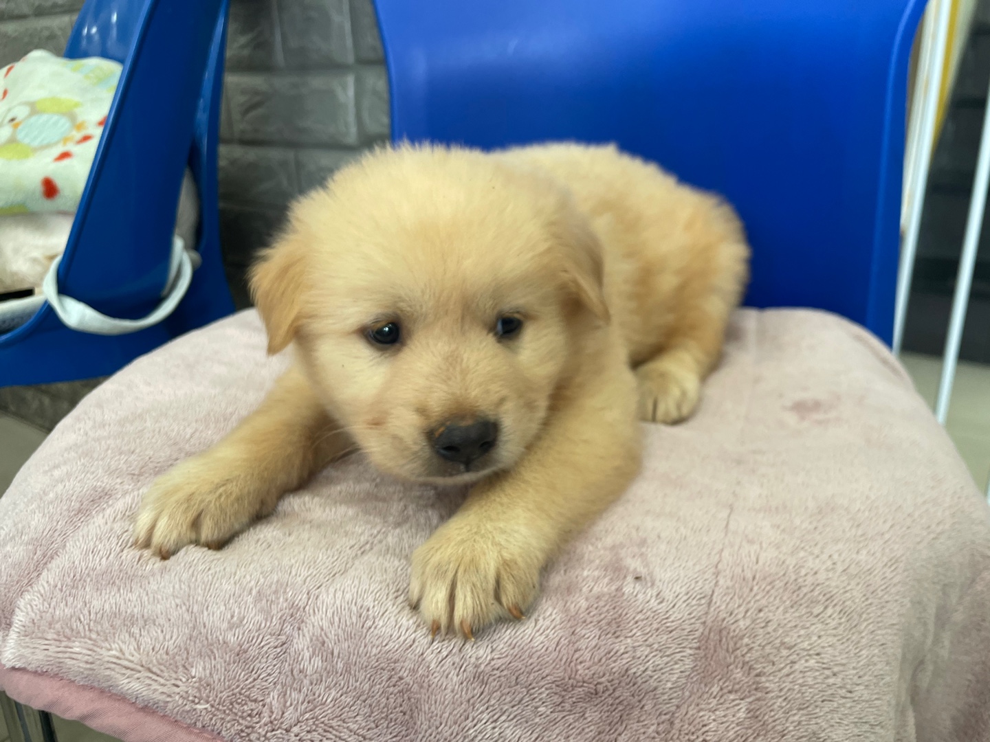 가정동물병원_428356202301285