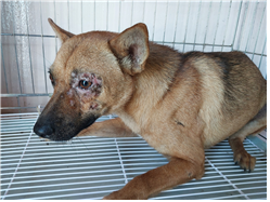 유기동물및관리협회_448535202301205