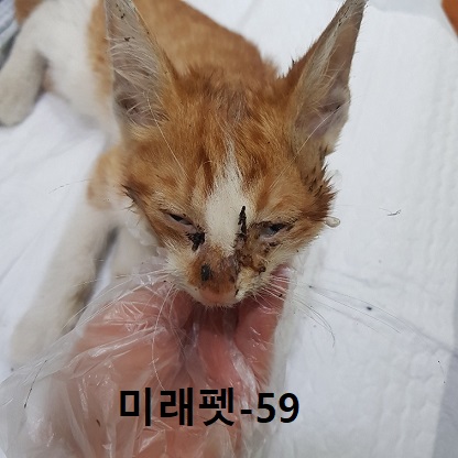 미래펫동물병원_431370202300739