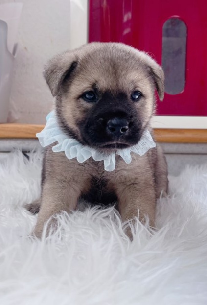 짱구네동물병원_428354202301110