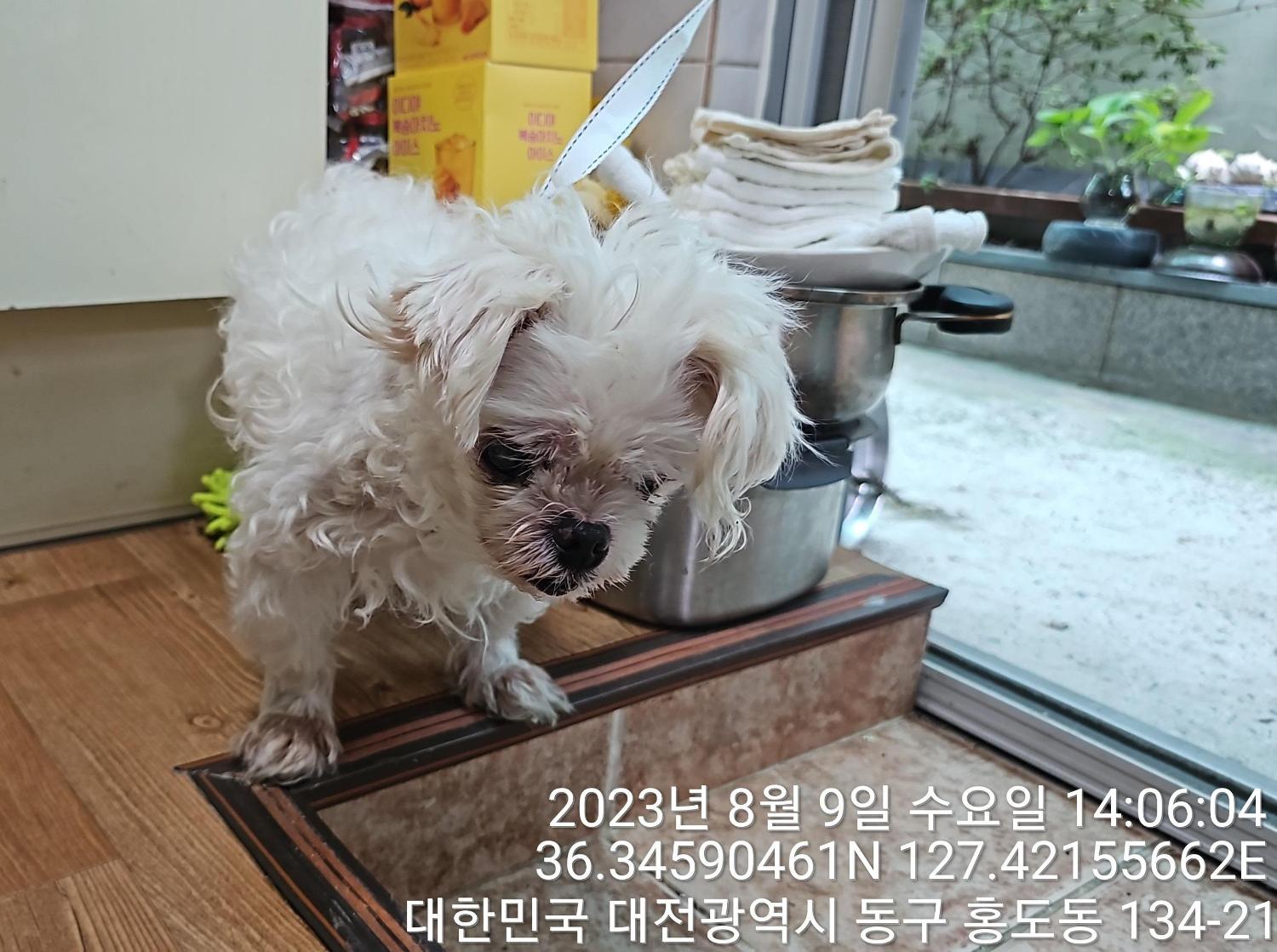 대전동물보호센터_430364202300259