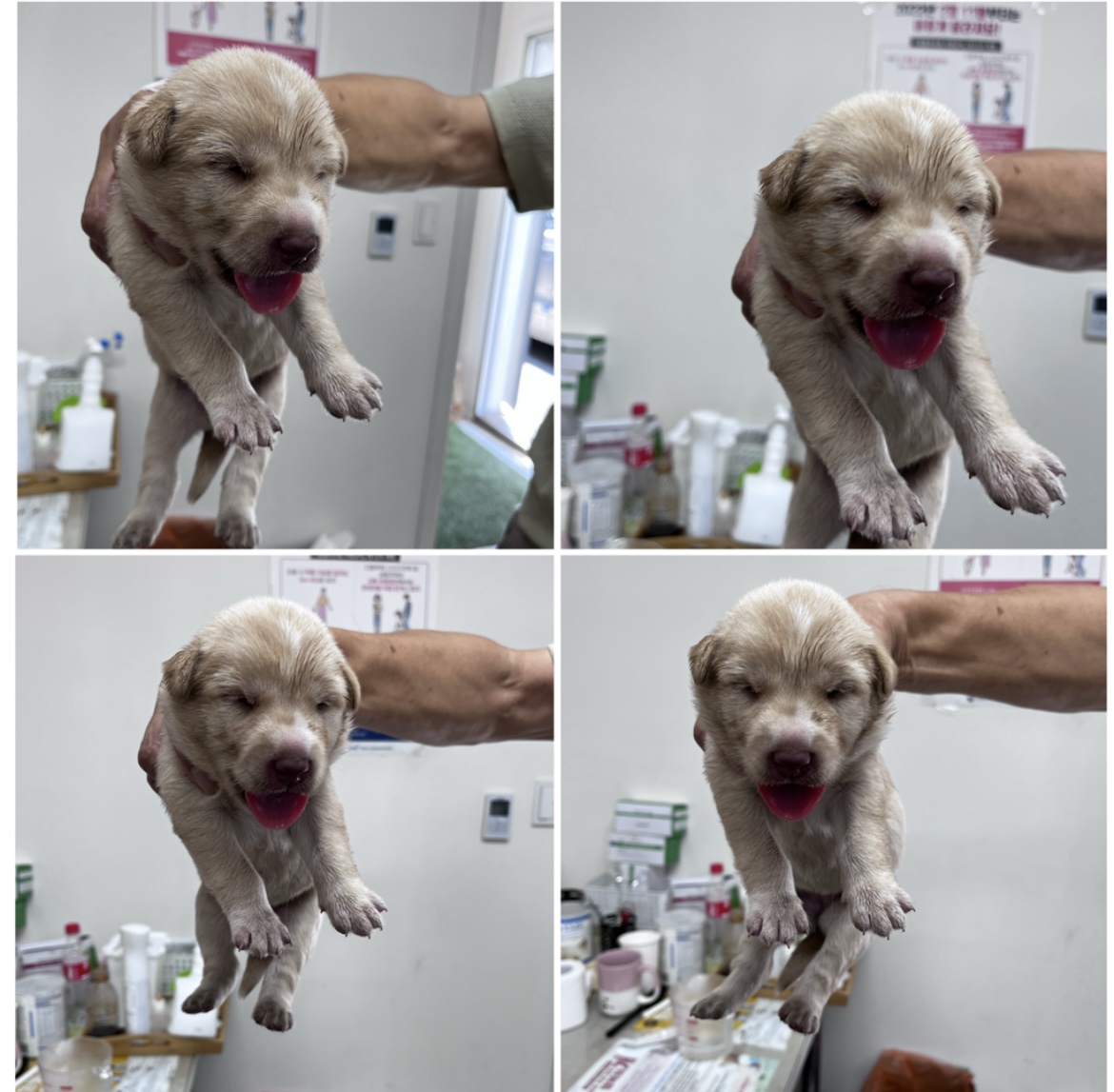 천안시유기동물보호소_444449202301769