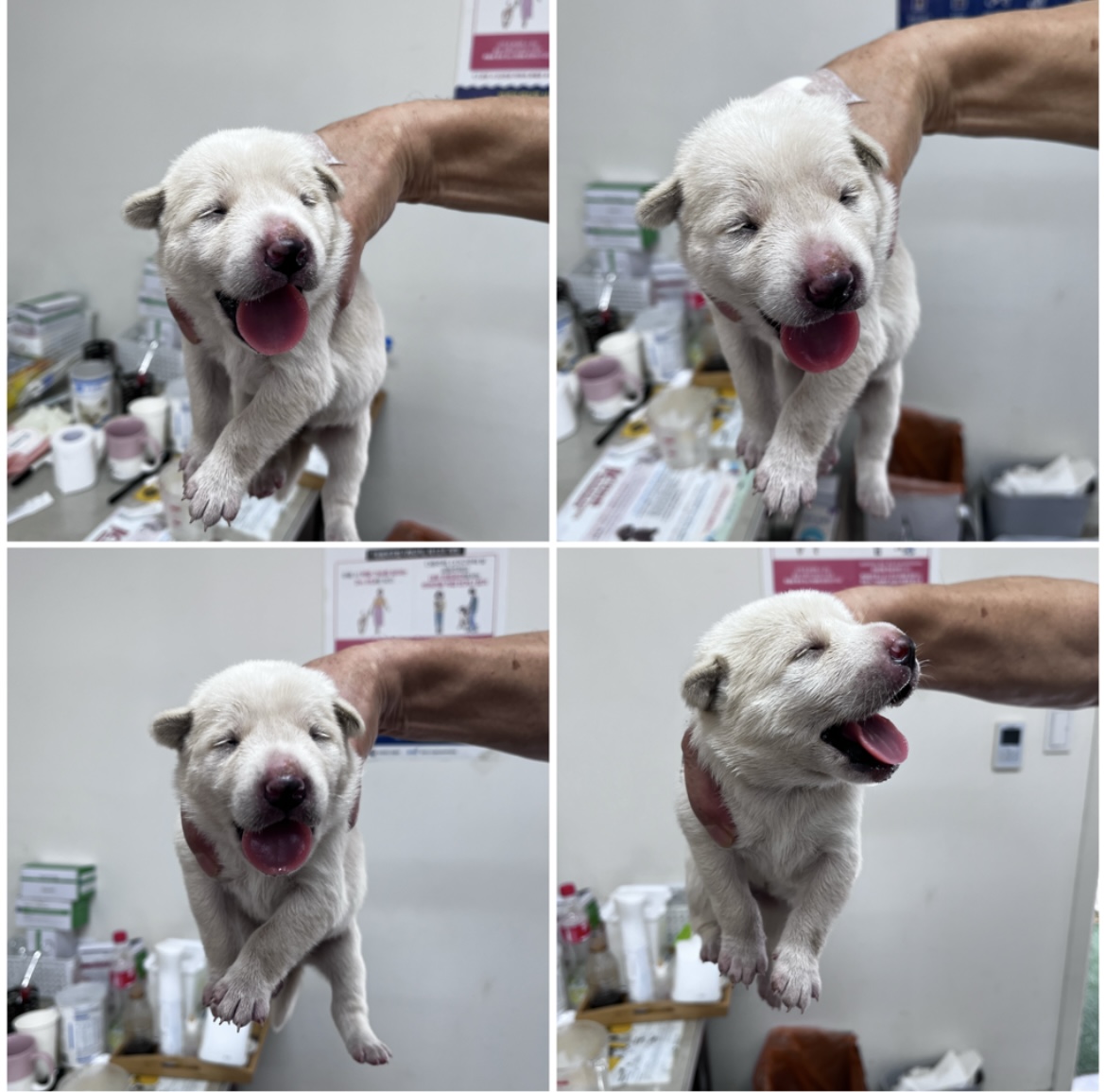 천안시유기동물보호소_444449202301771