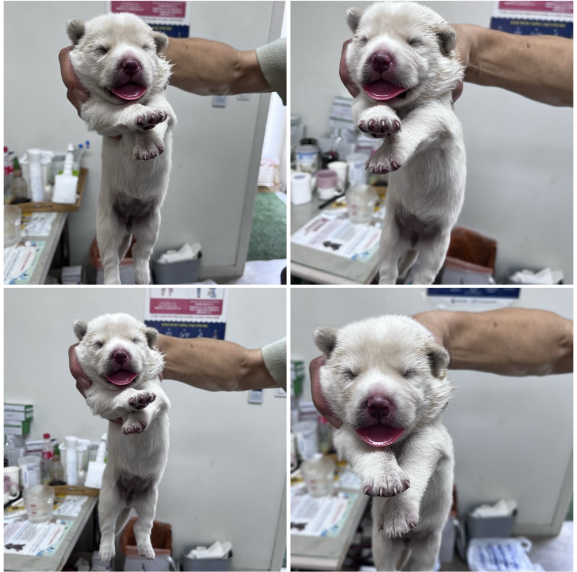 천안시유기동물보호소_444449202301772