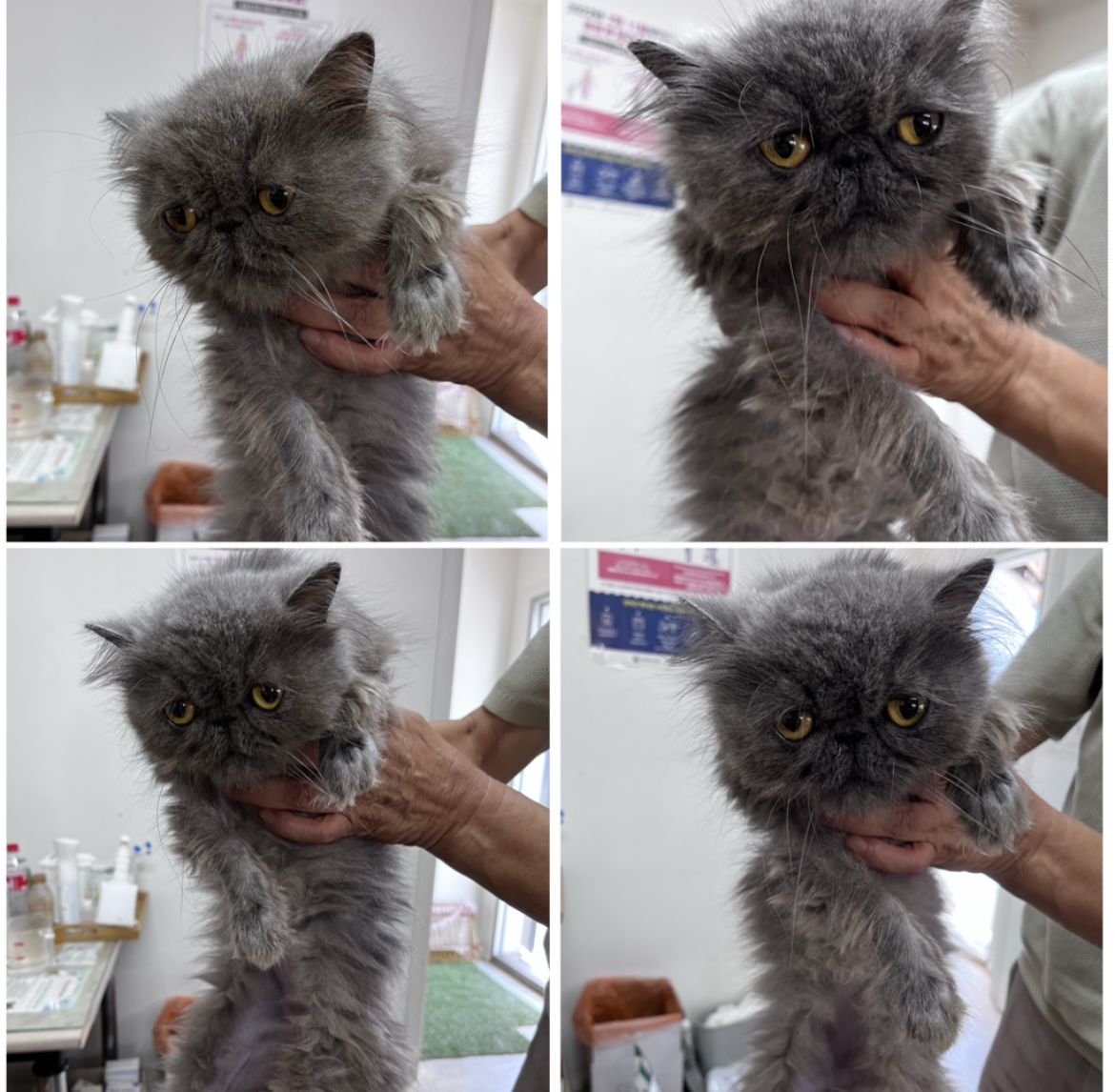 천안시유기동물보호소_444449202301773
