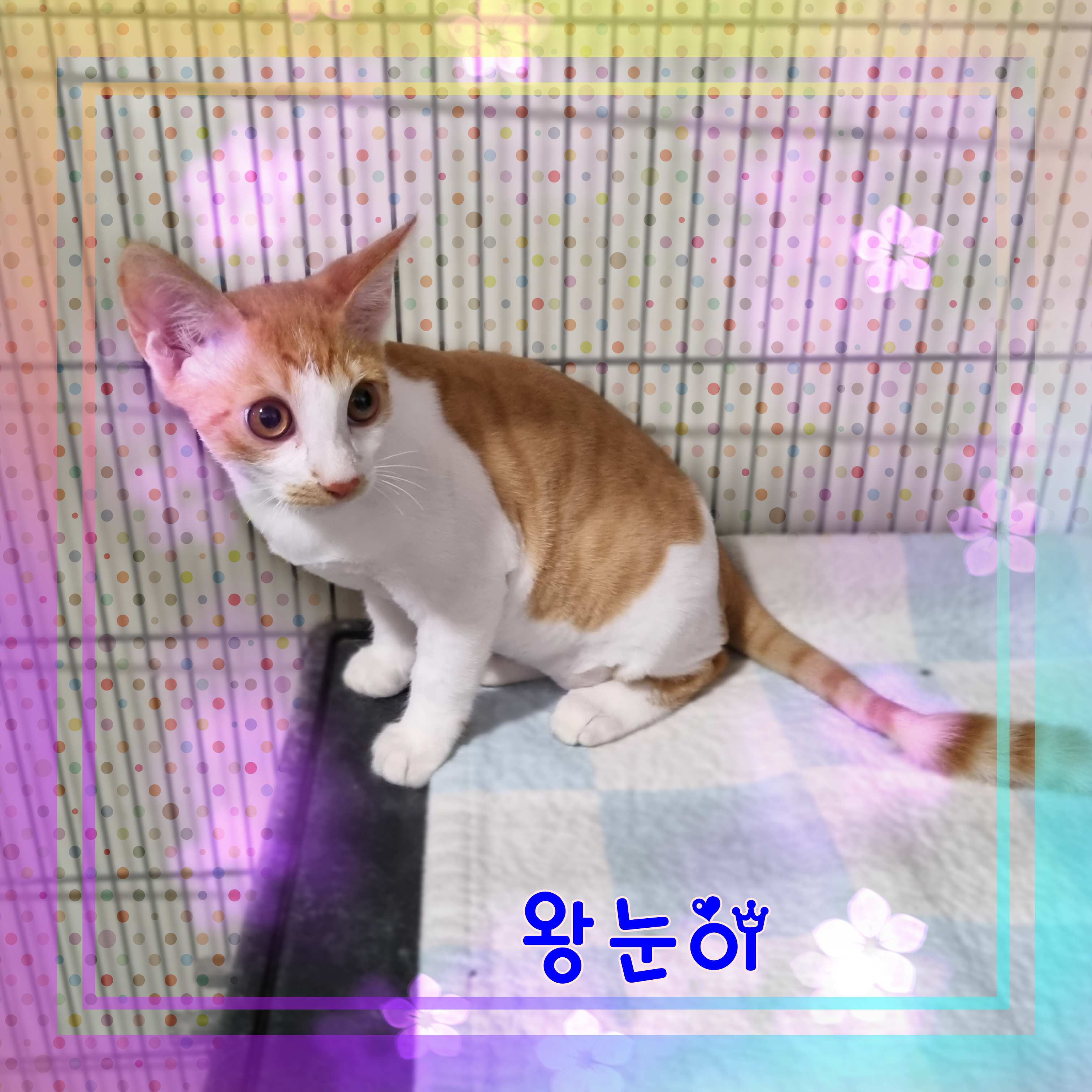 군산유기동물보호센터_445467202301560