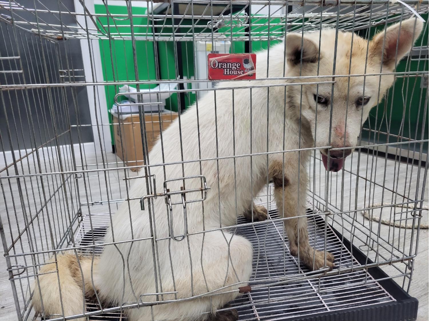 고양시동물보호센터_441394202301702