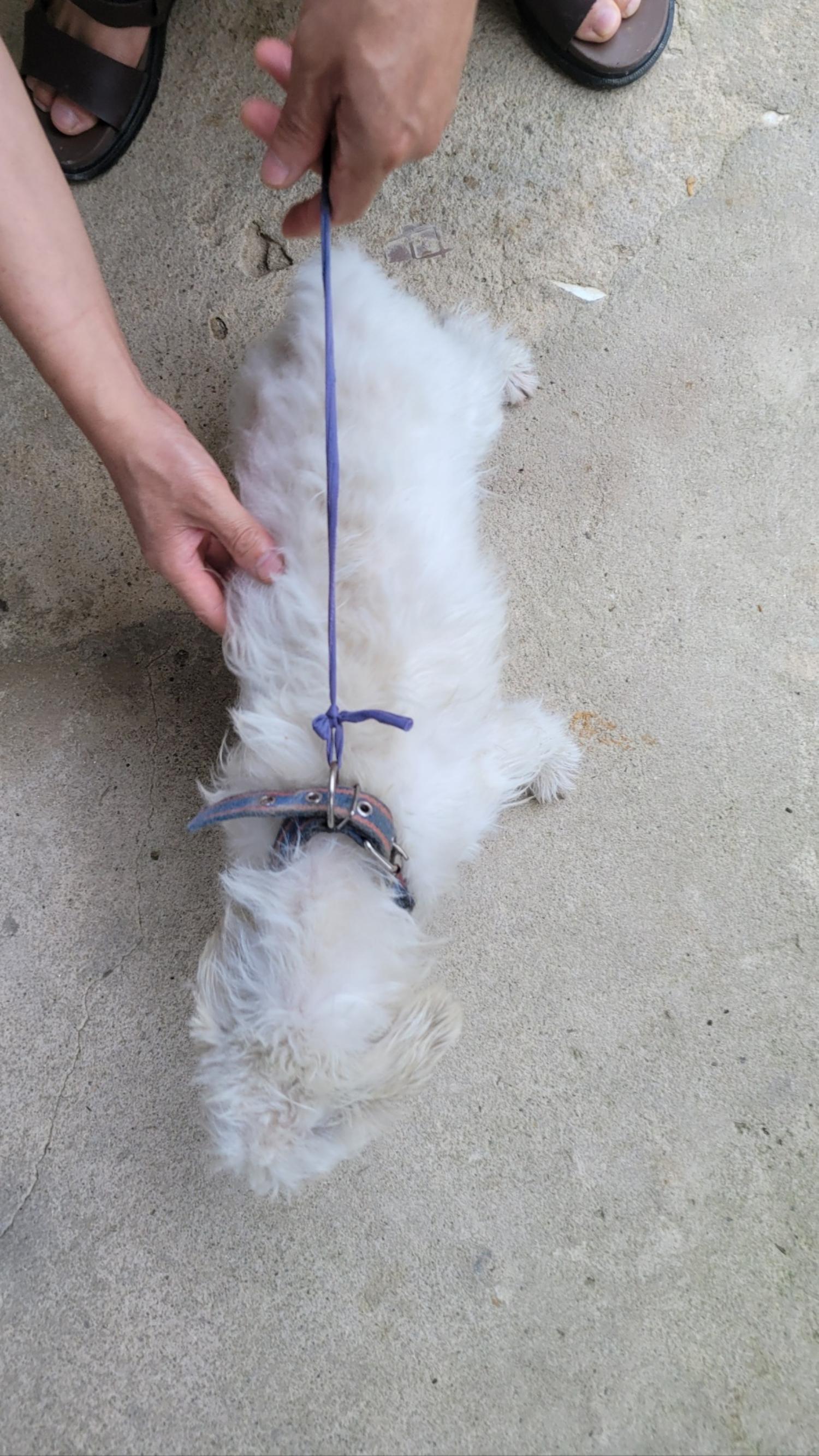 화순군유기동물보호소_446490202300184
