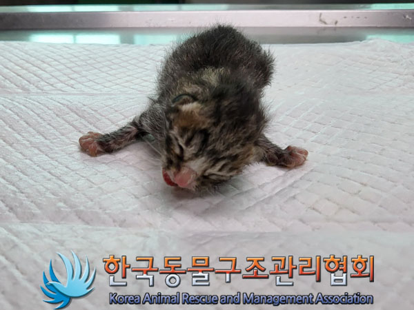 한국동물구조관리협회_411317202300213