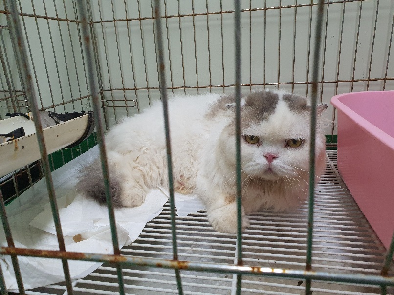 공주시 동물보호소_444450202300452
