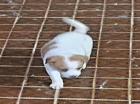 횡성유기동물보호센터_442426202300236