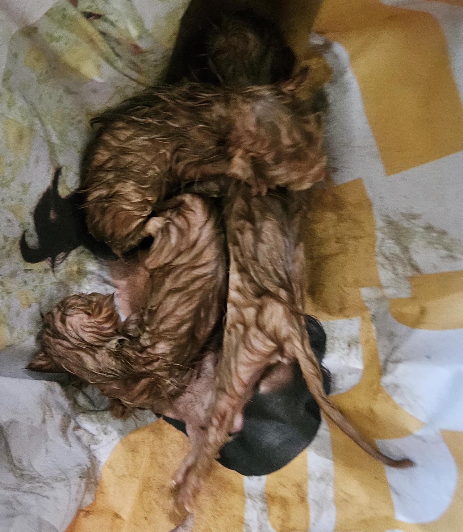 대구유기동물보호협회_427347202300721