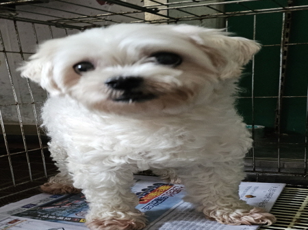 횡성유기동물보호센터_442426202300234