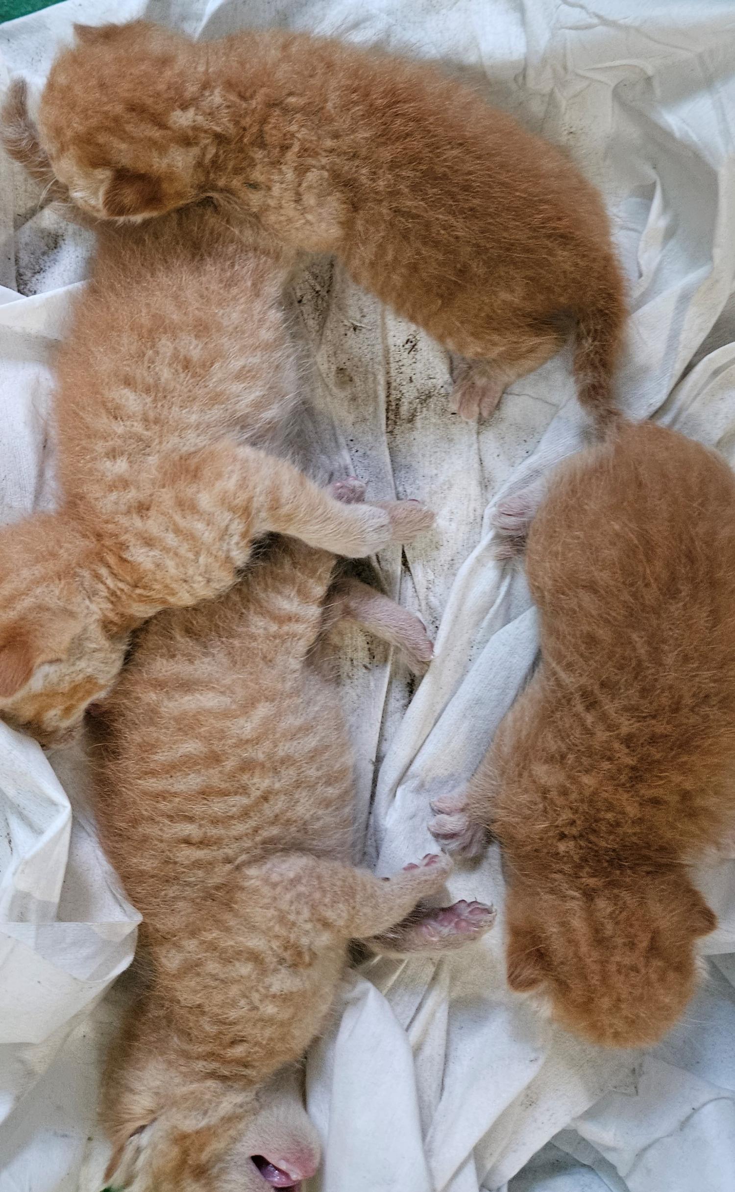 대구유기동물보호협회_427347202300719