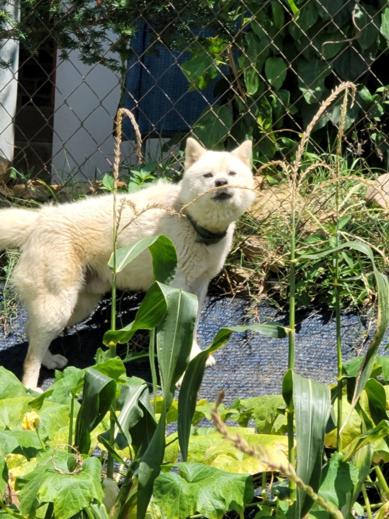 괴산증평동물보호센터_443446202300298