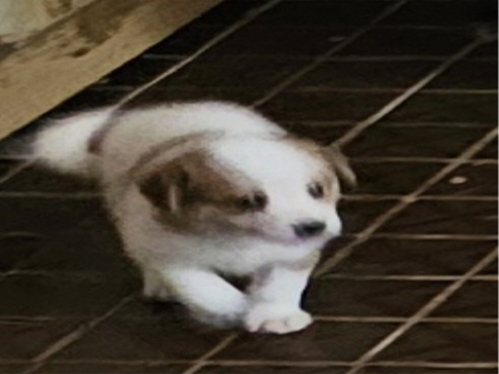 횡성유기동물보호센터_442426202300237