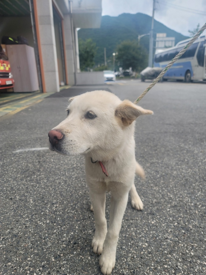 괴산증평동물보호센터_443446202300299