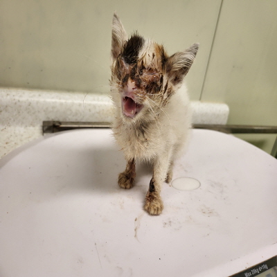 누리동물병원_426330202300342