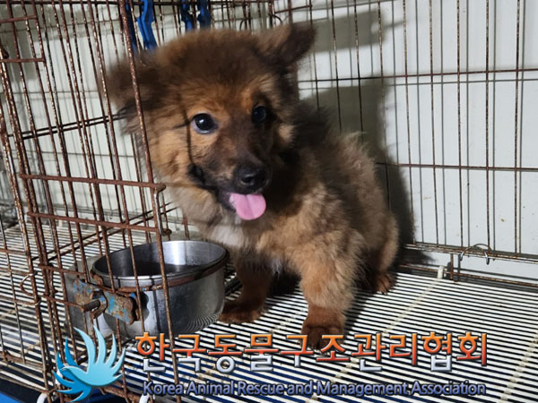 한국동물구조관리협회_411305202300407