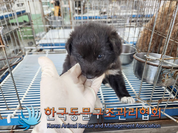 한국동물구조관리협회_441414202300610