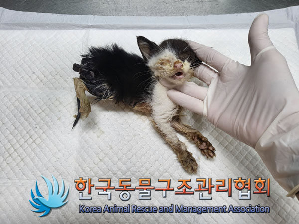 한국동물구조관리협회_411323202300753