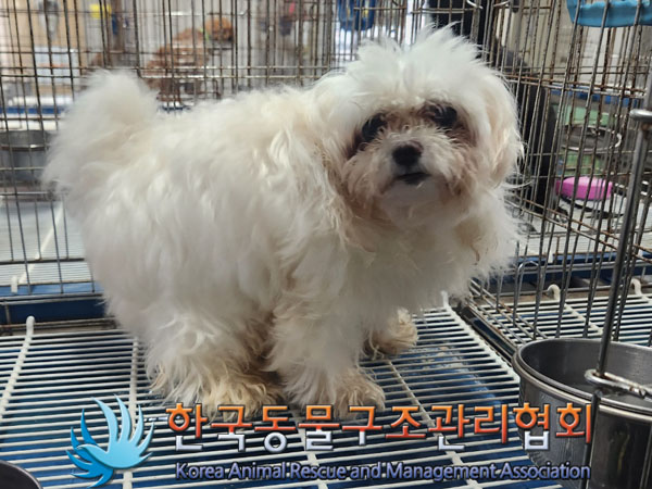 한국동물구조관리협회_411316202300528
