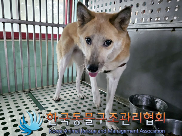 한국동물구조관리협회_441382202300529