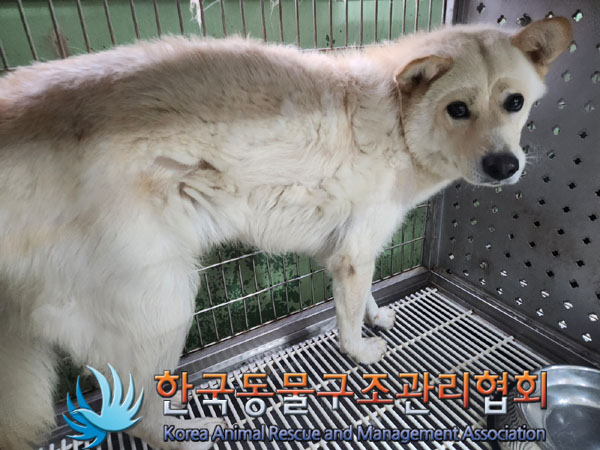 한국동물구조관리협회_441406202301146