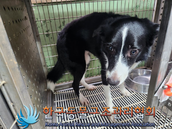 한국동물구조관리협회_411317202300215