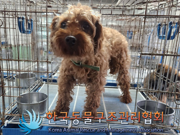 한국동물구조관리협회_441559202300833