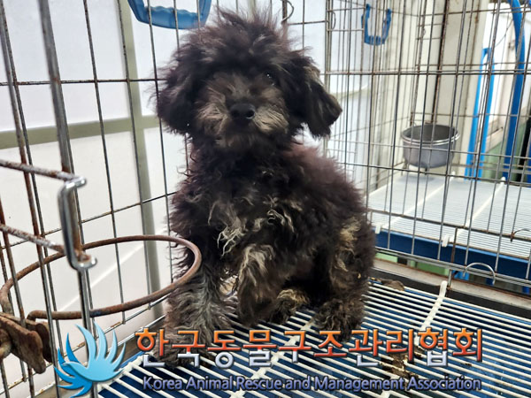 한국동물구조관리협회_411304202300503