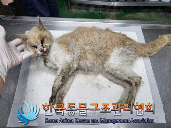 한국동물구조관리협회_411317202300216