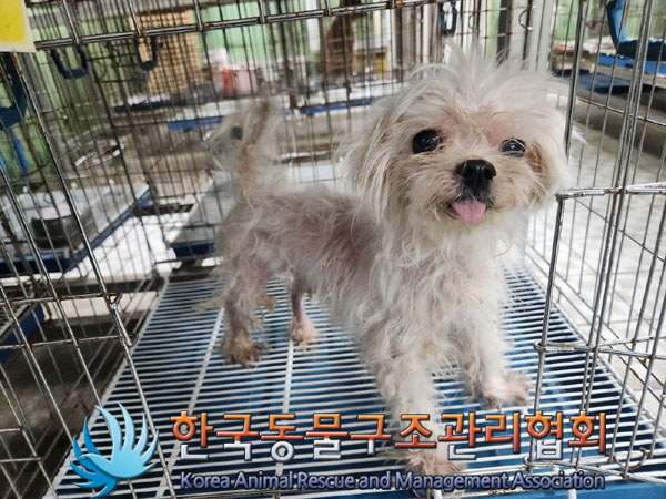 한국동물구조관리협회_411310202300354
