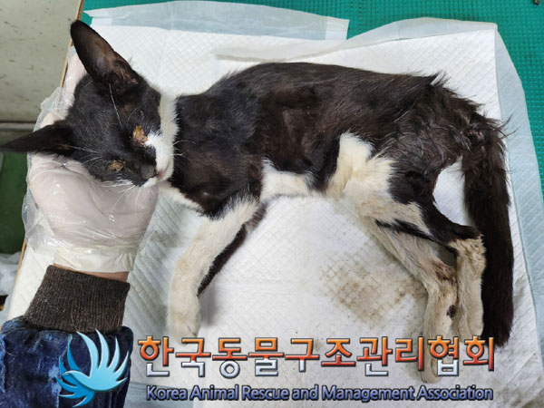 한국동물구조관리협회_441406202301145
