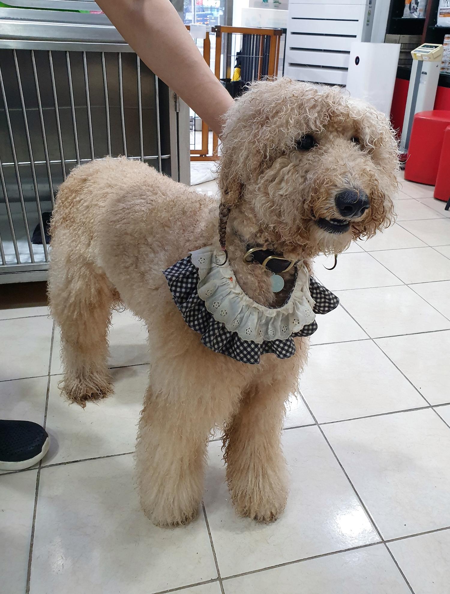 홍익동물병원_411313202300581