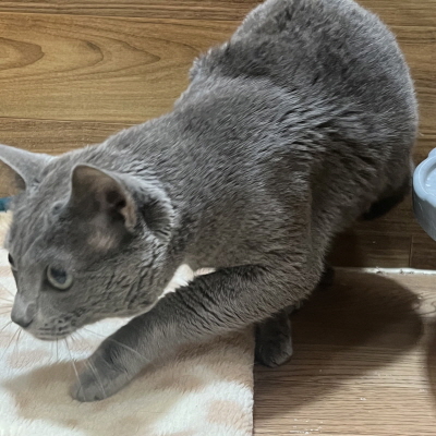 누리동물병원_426333202300700