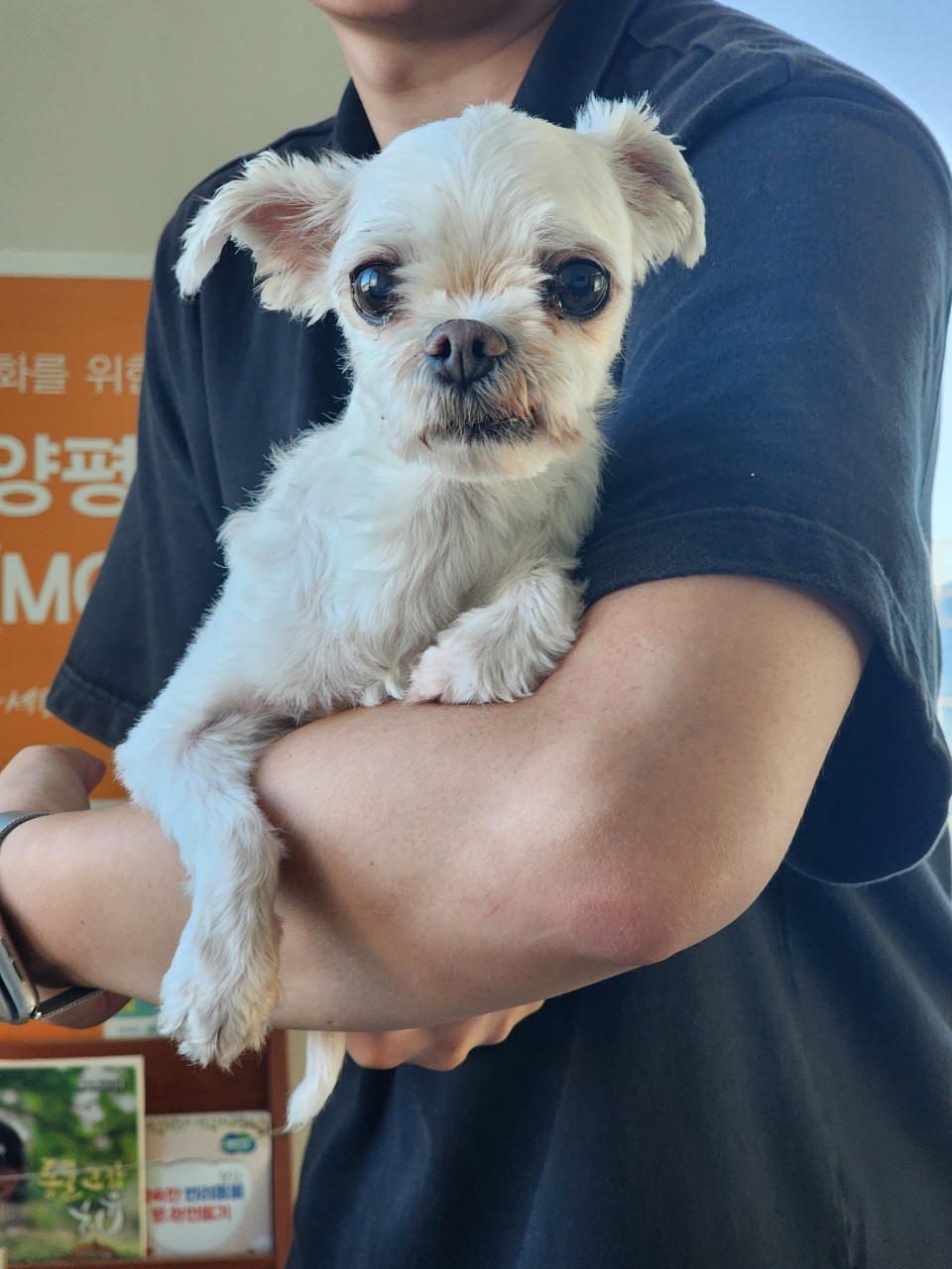 양평군유기동물보호소_441417202300728