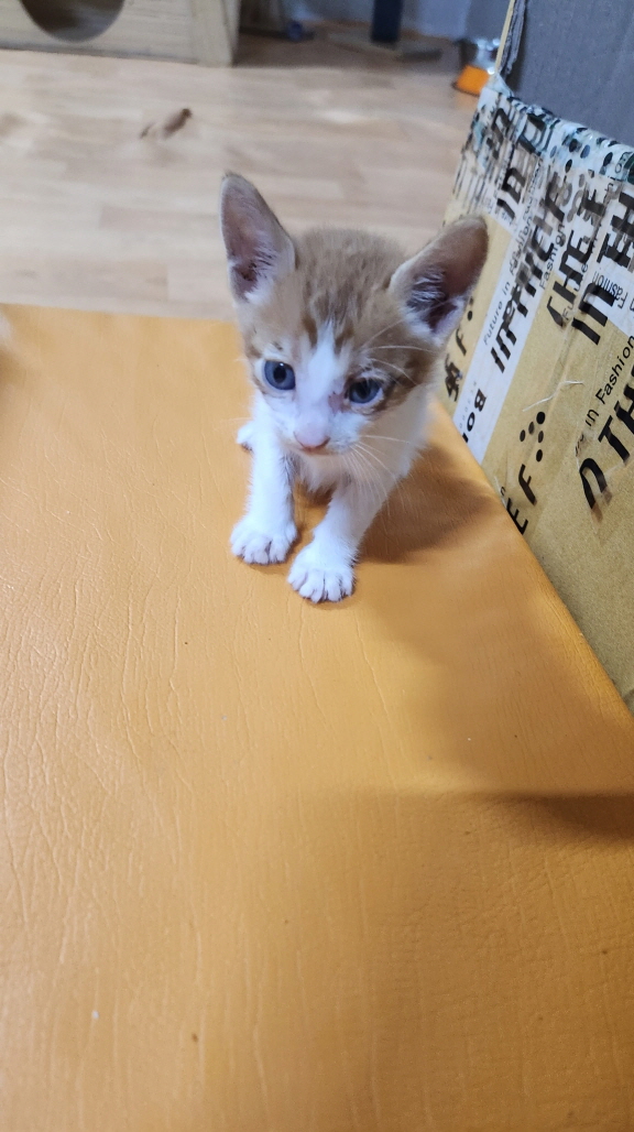익산유기동물보호소_445468202301603