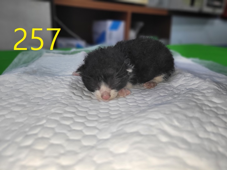 신영재동물병원_428355202300419