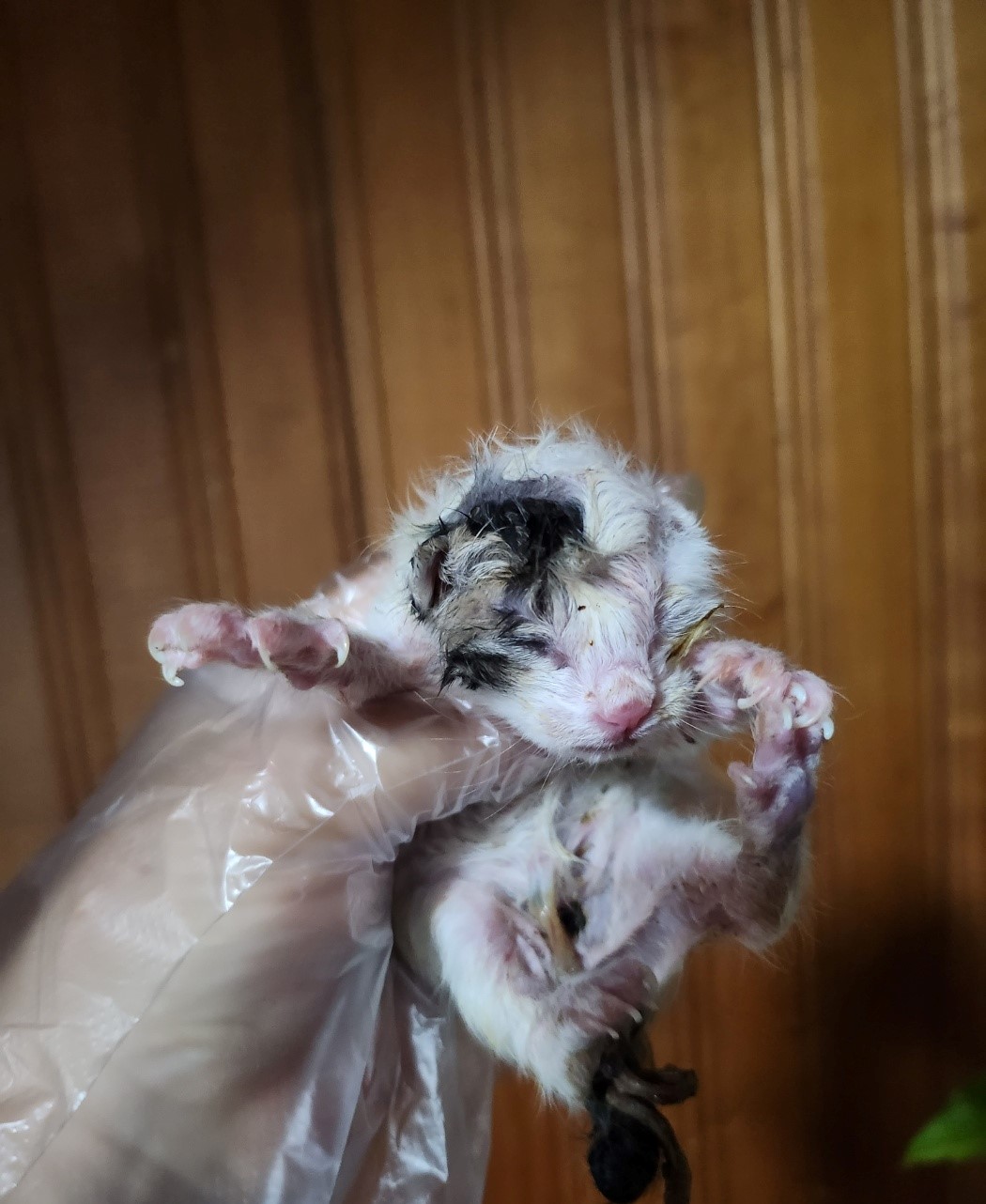 울산유기동물보호센터_431369202300580
