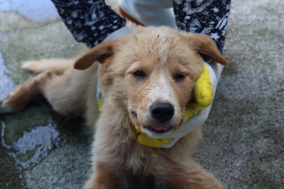 제주 동물보호센터_450650202302803