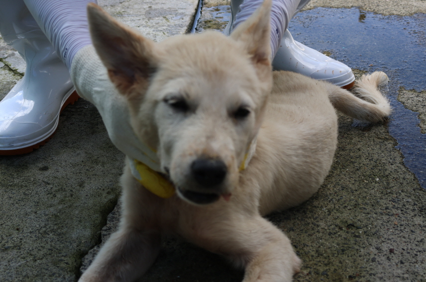 제주 동물보호센터_450650202302804