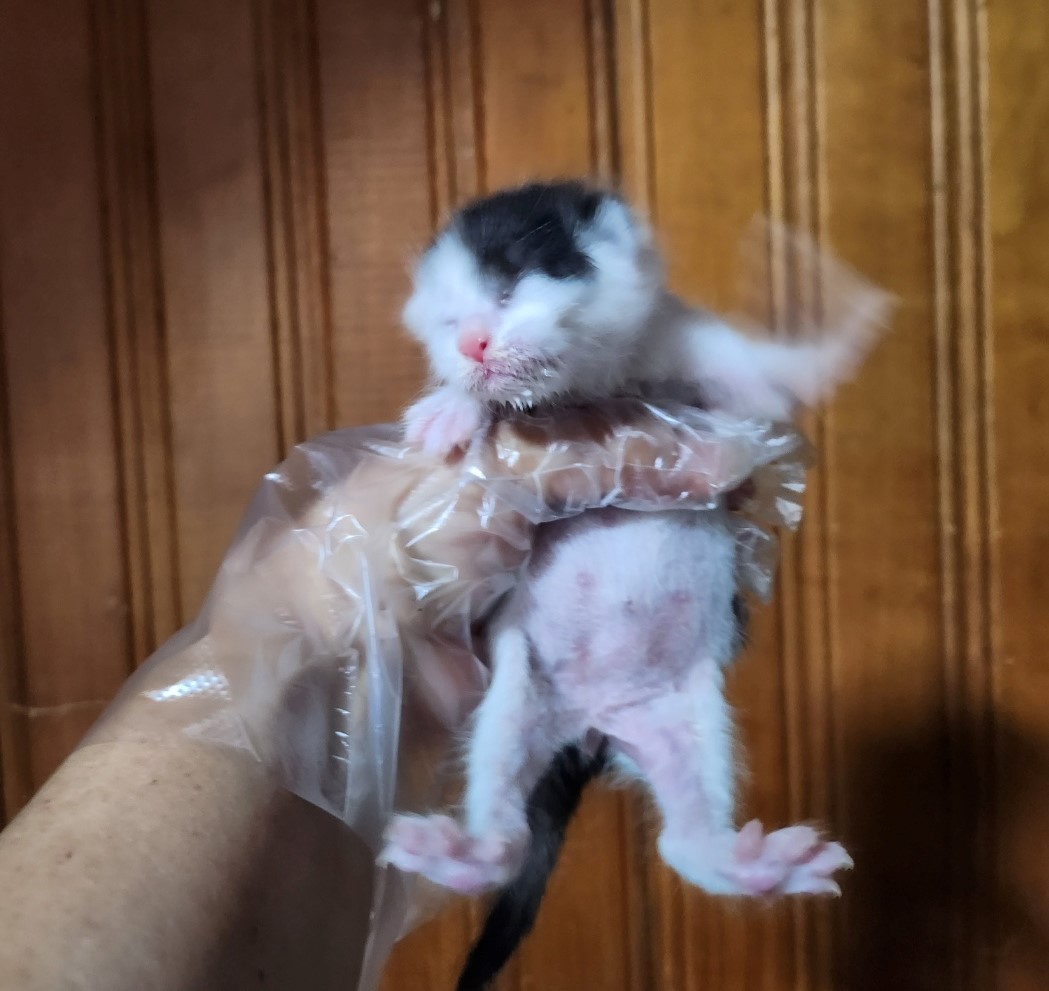울산유기동물보호센터_431372202300418